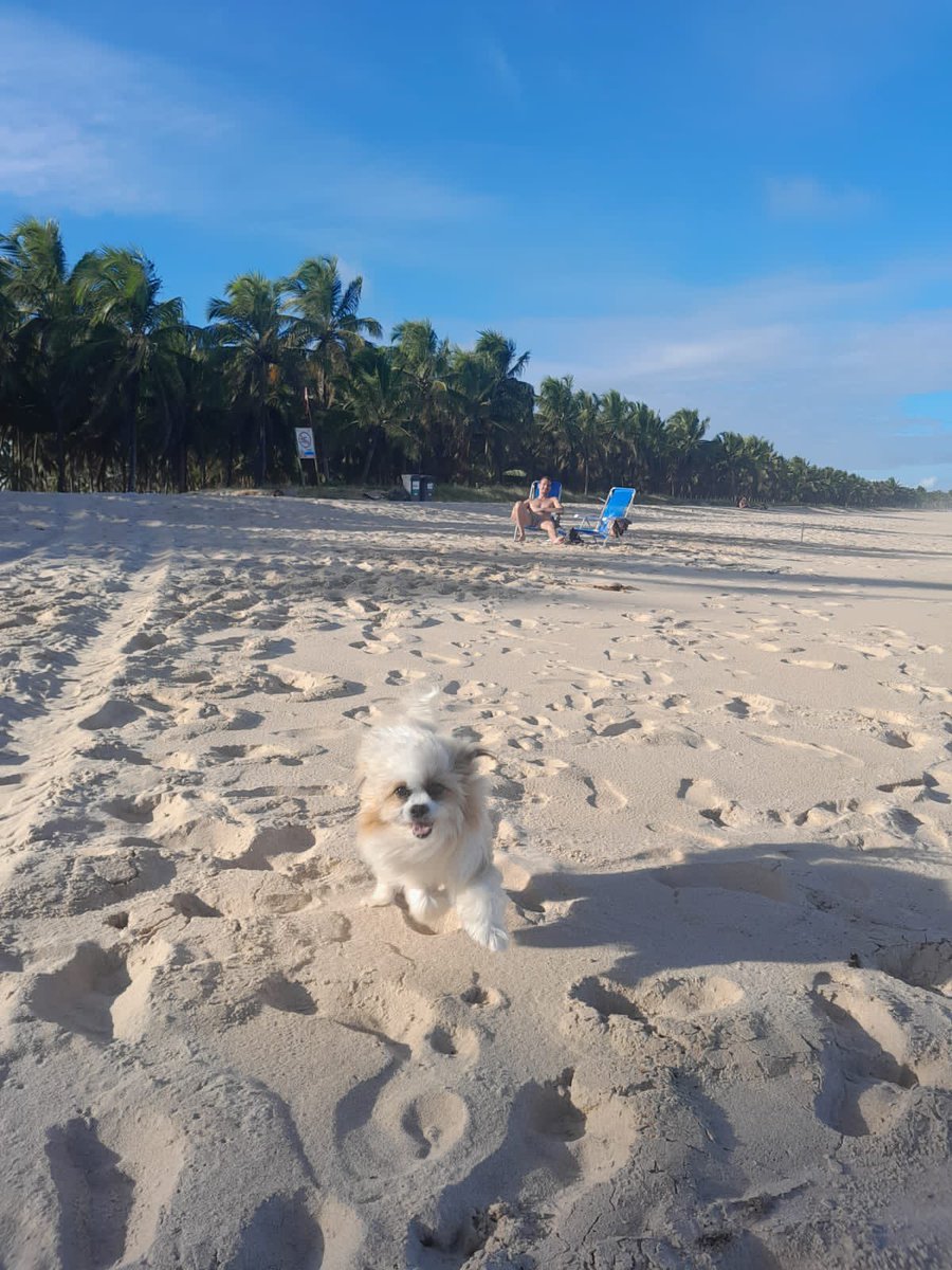 netinncorte's tweet photo. A uma semana atrás estávamos juntos, brincando e felizes. E você foi tirado de mim repentinamente vc não imagina a dor que eu estou, vc foi meu companheiro de todos os momentos, você me deu a maior alegria do mundo, me fez sorri nos momentos mais triste e me fez lembra como o https://t.co/HePnn0n39S