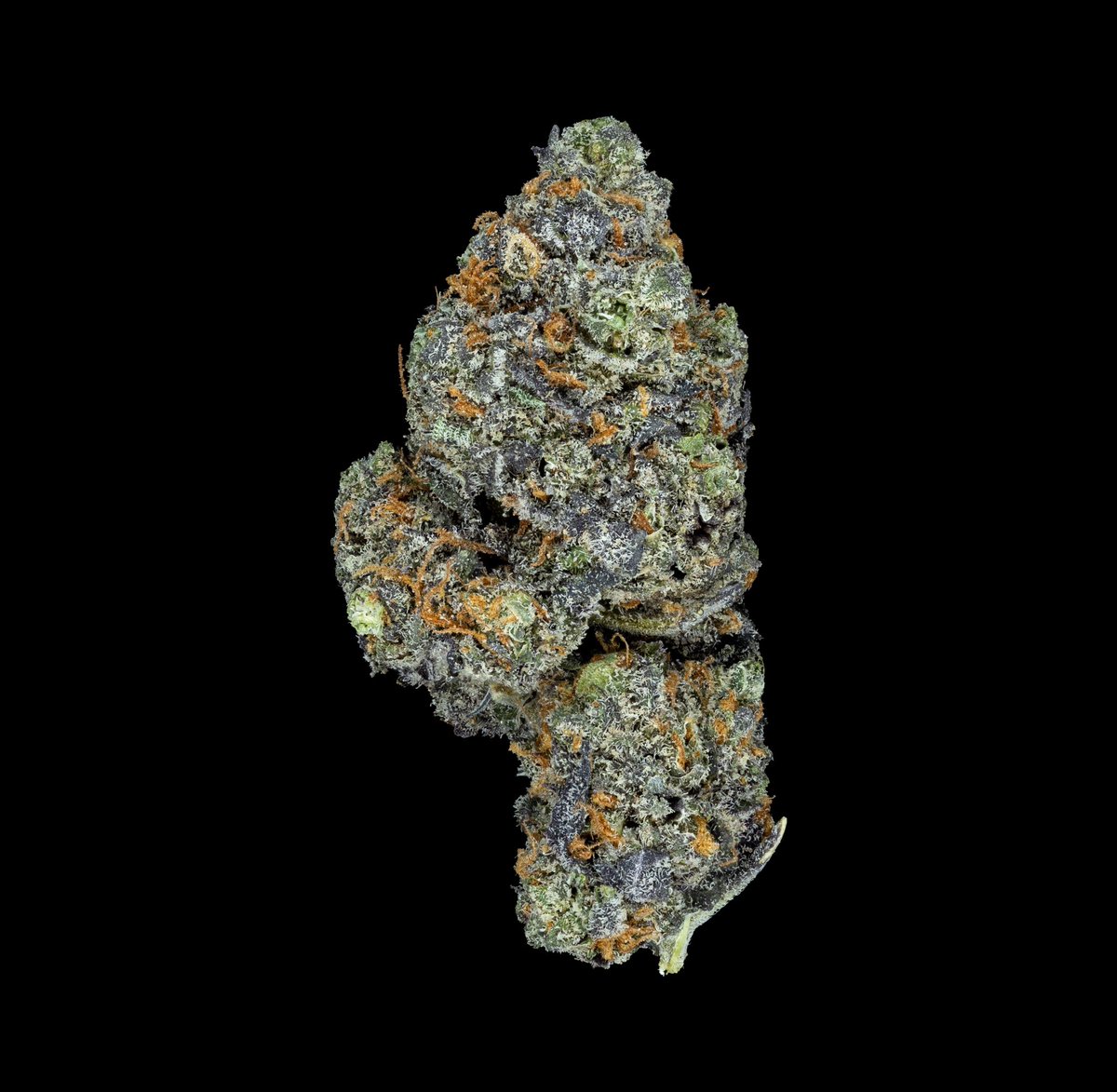 Gods Green Crack
Available <a href="/dancingturtleny/">Dancing Turtle Greenery</a> 

#macrophotography #closeups #cannabismacro #cannabisbud #cannabisphotography #cannabiscommunity #budshots420 #weedphotography #trichomes #macro #recreationalcannabis #cannabisporn #not4sale #cbdflower #sativa