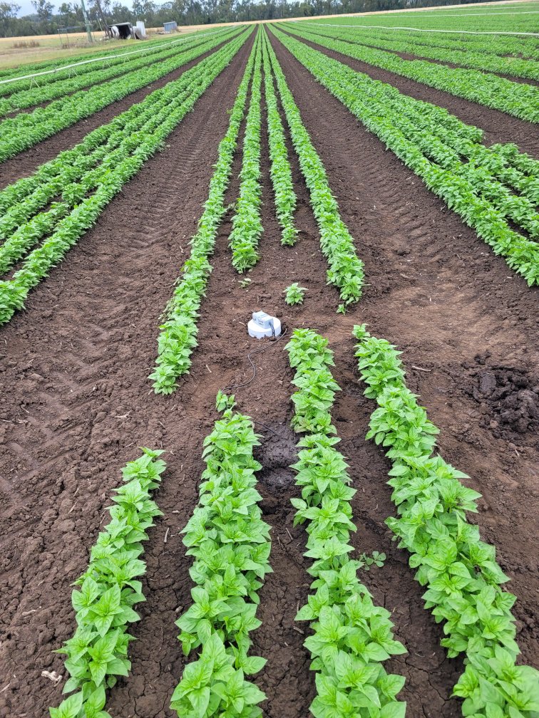 A Wildeye among what could be in your next delicious pack of Gourmet Garden herbs from <a href="/mccormickspices/">McCormick Spices</a>