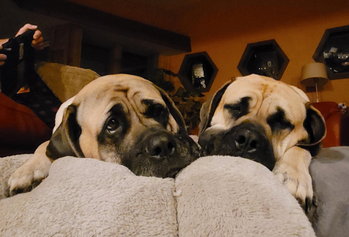 aww cute! 🐶 (@awww_cutie) on Twitter photo 