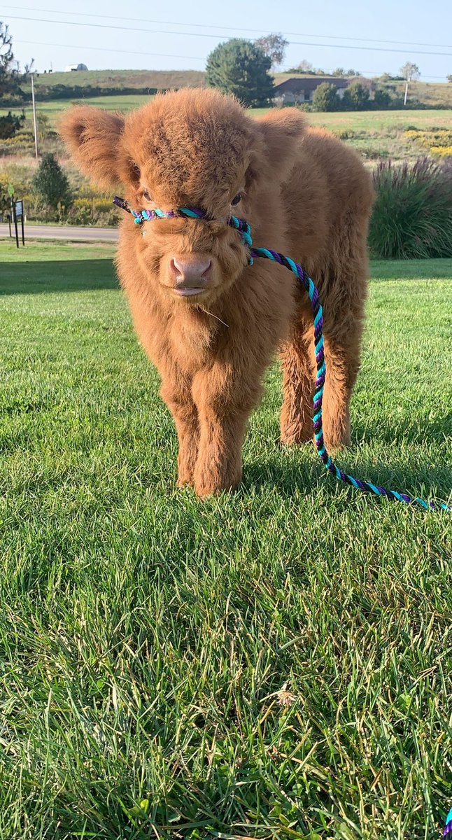 Gracie tweet media