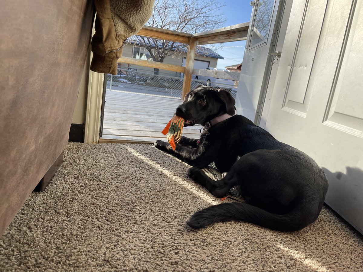 Shirleys_hope's tweet photo. Happy Thanksgiving everyone!!! Make sure to drop a piece or two of dog safe food on the ground for your favorite doggos! https://t.co/4RjJ1krJfJ