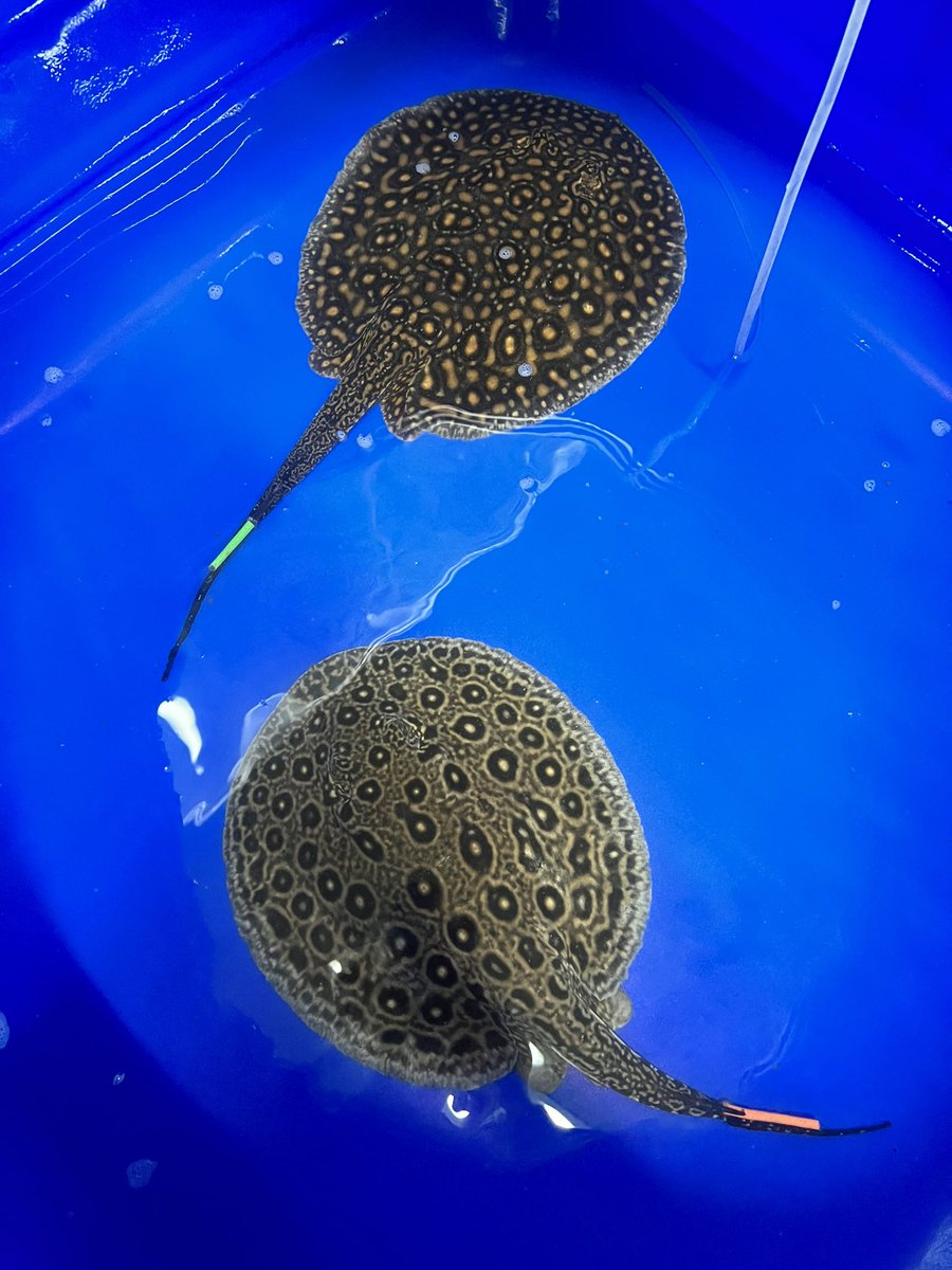 アルビノ クロコダイルスティングレーヘテロ 淡水エイ 古代魚 ポルカ