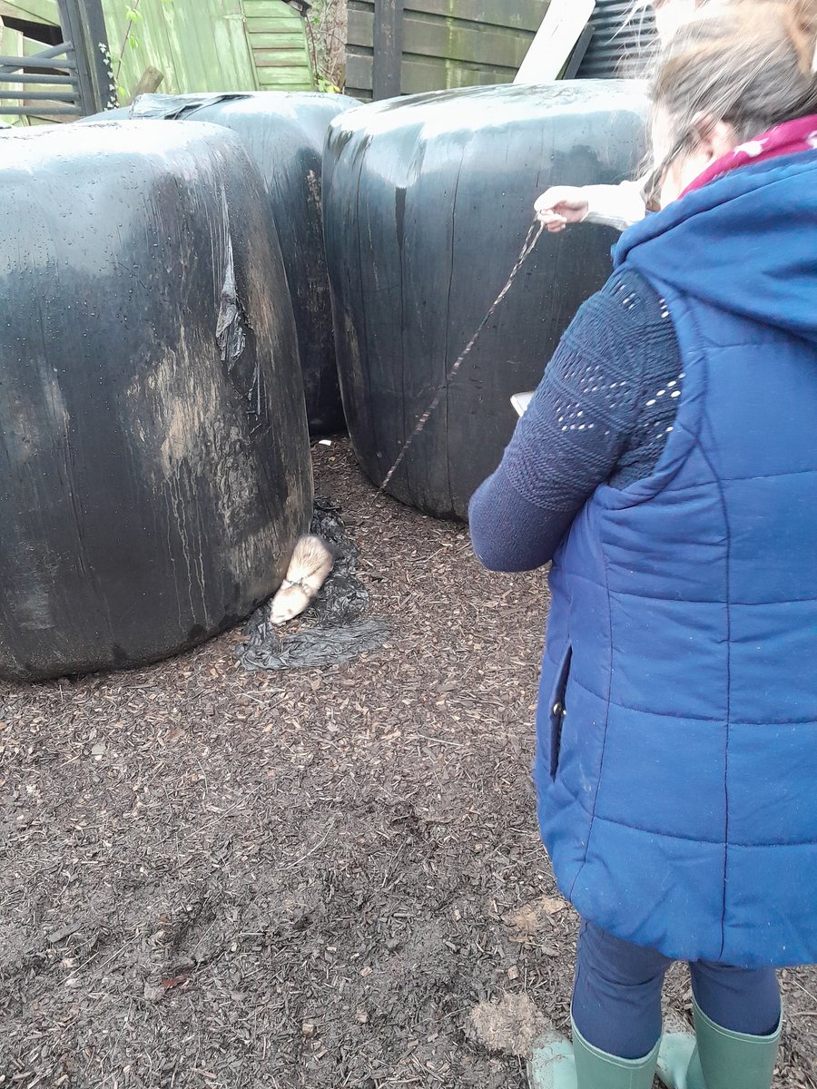 ValleyVeterans1's tweet photo. Wonderful, busy day today. Huge thanks to #agecymru for visiting us at Breakfast Club and for your advice and assistance. Many thanks to our volunteers and Gareth our local PCSO for helping in the stables and walking Frankie the Ferret in between biblical downpours. https://t.co/GLaQNrfTE5