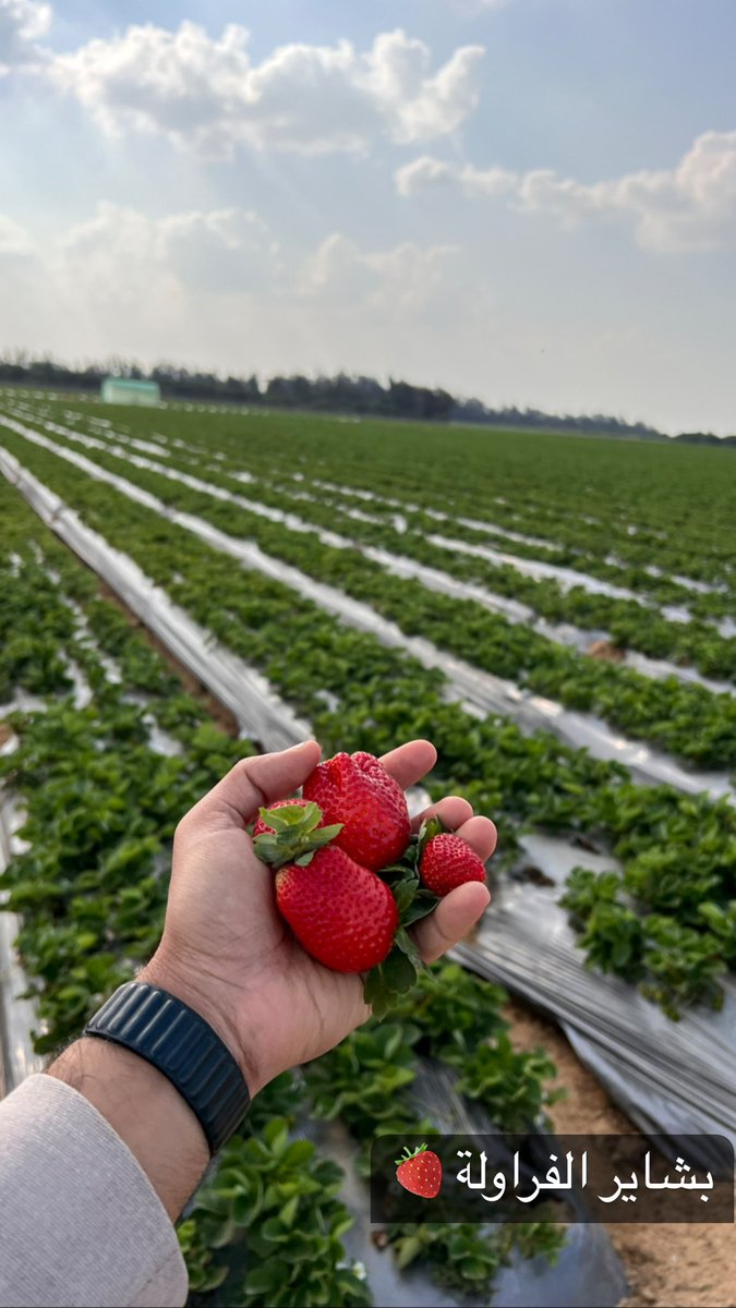 روحت الارض بتاعه صديق بيصدر الفراوله وقطفت من الارض وحسيت انه لا حياة الكمبيوتر والجو دا لا تناسبني...