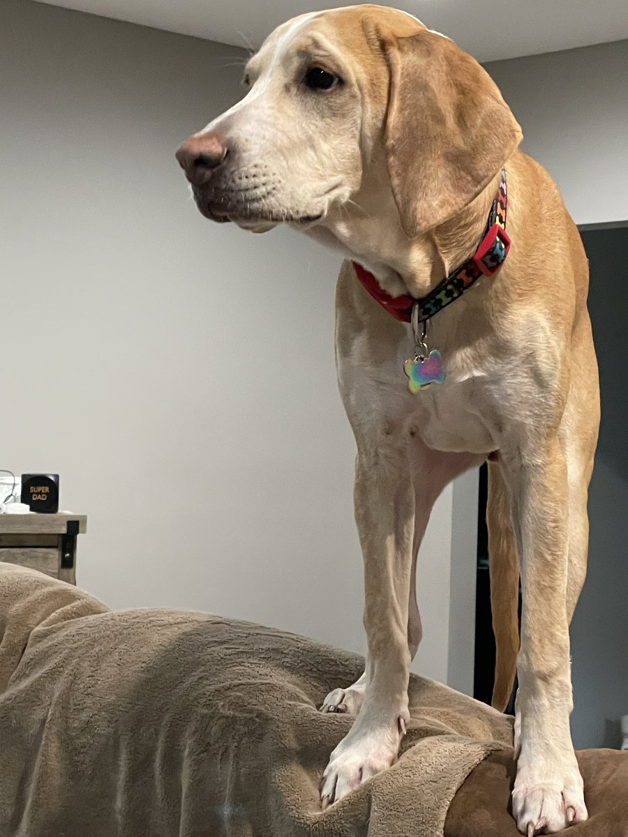 BrownieTurd's tweet image. Penny was so excited we are back from Thanksgiving Dinner that she jumped up on the kitchen island. It wasn’t even difficult, she jumped easily like she’s done it a million times. It was quite the disaster. #TurdTired #JumpingTurd #TreeWalkThis