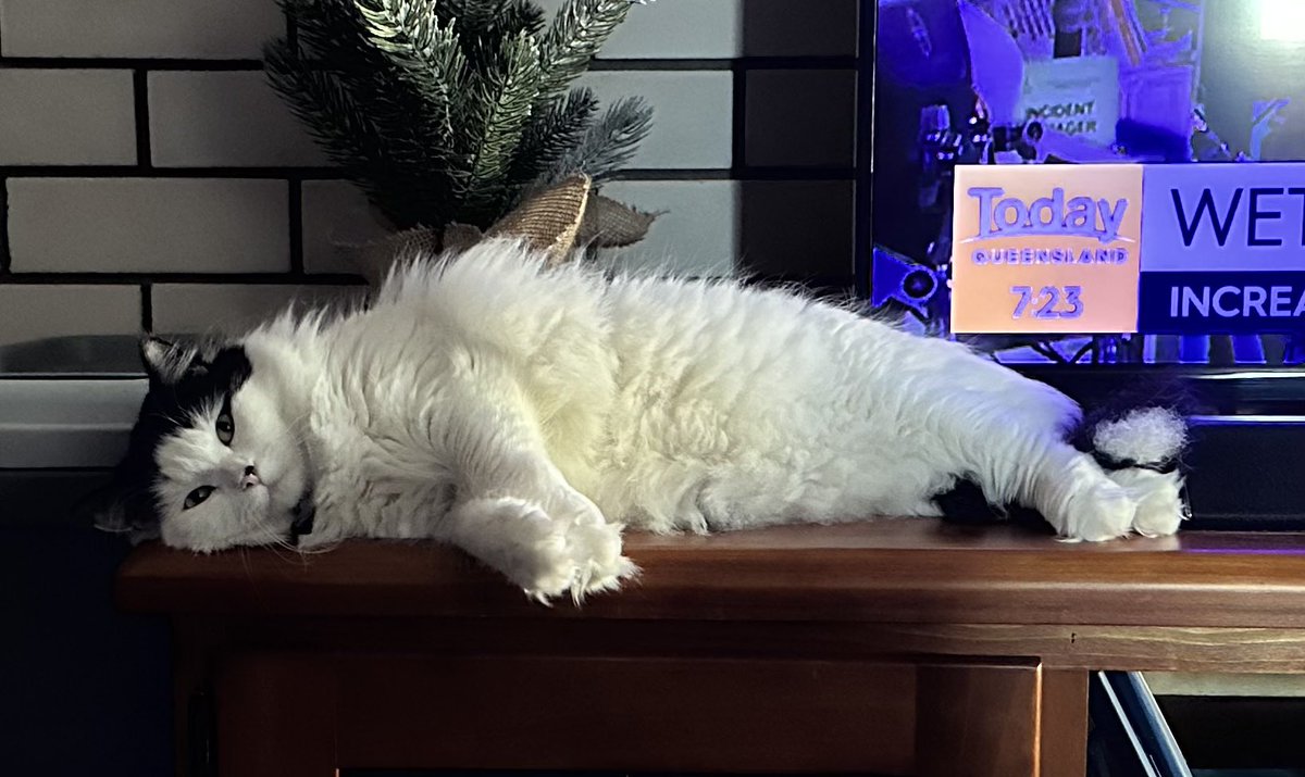 wagglefloof's tweet photo. It’s such a hard life being a beautiful floofa… but somebody has to do it… 😸❤️🐾 #CatsOfTwitter https://t.co/Sx4JupBCiF
