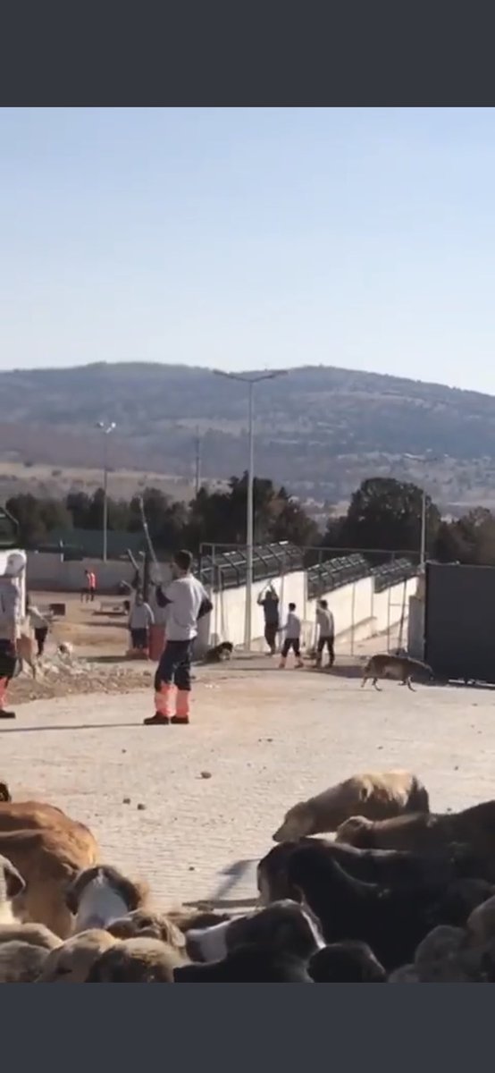 Çözüm bumudur ? 
Verilen talimat bumudur ?
Sen bu canlara bakma koruma kollama gerekli önlemi alma.
Sonrada katliam yap ve bunuda çözüm olarak insanlara sun !!
Her yer beton barınacak yer mi bıraktınız.
Yaşattıklarınızı yaşamadan ölmeyin !!!

#Mamaktakatliamvar #konyadakatliamvar