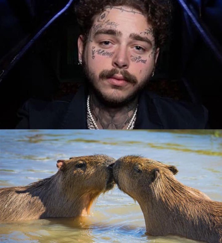 post malones moustache is 2 capybaras kissing