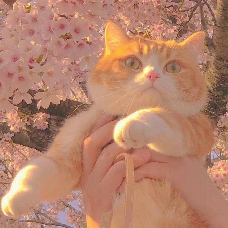 beatrizstudy's tweet image. 🔎: #studytwtbr &amp;amp; #studytwt &amp;amp; #booktwt

🌸 beatriz, 19y
🌸 medicina: ufpi 
🌸 cursinho on-line: Fernanda Pessoa 
🌸 “fracassos são aprendizados, não encare o não como um ponto final.”

⤷ coffee, livros, teen wolf, stranger things, surtos com exatas e a minha rotina diária.