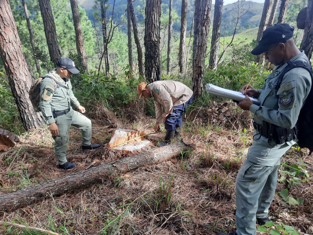 #Veraguas | Mediante acciones operativas en la Reserva Forestal La Yeguada en conjunto con funcionarios del <a href="/MiAmbientePma/">Ministerio de Ambiente de Panamá</a>, decomisamos 38 árboles talados. #ContraElDelito