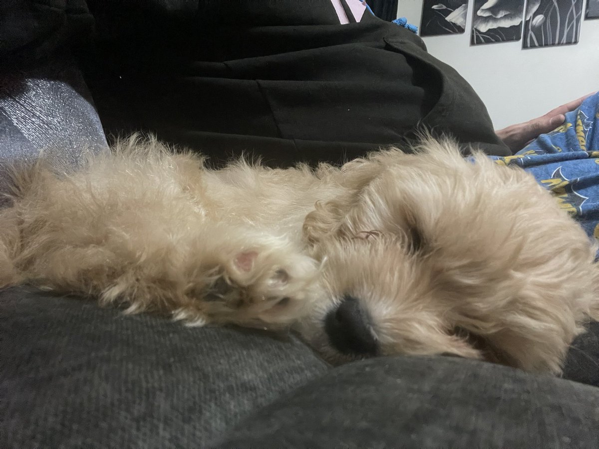 DoubletopsR's tweet photo. A day of mischief has finally caught up with 10 week old Maggie https://t.co/njx3gwF19j