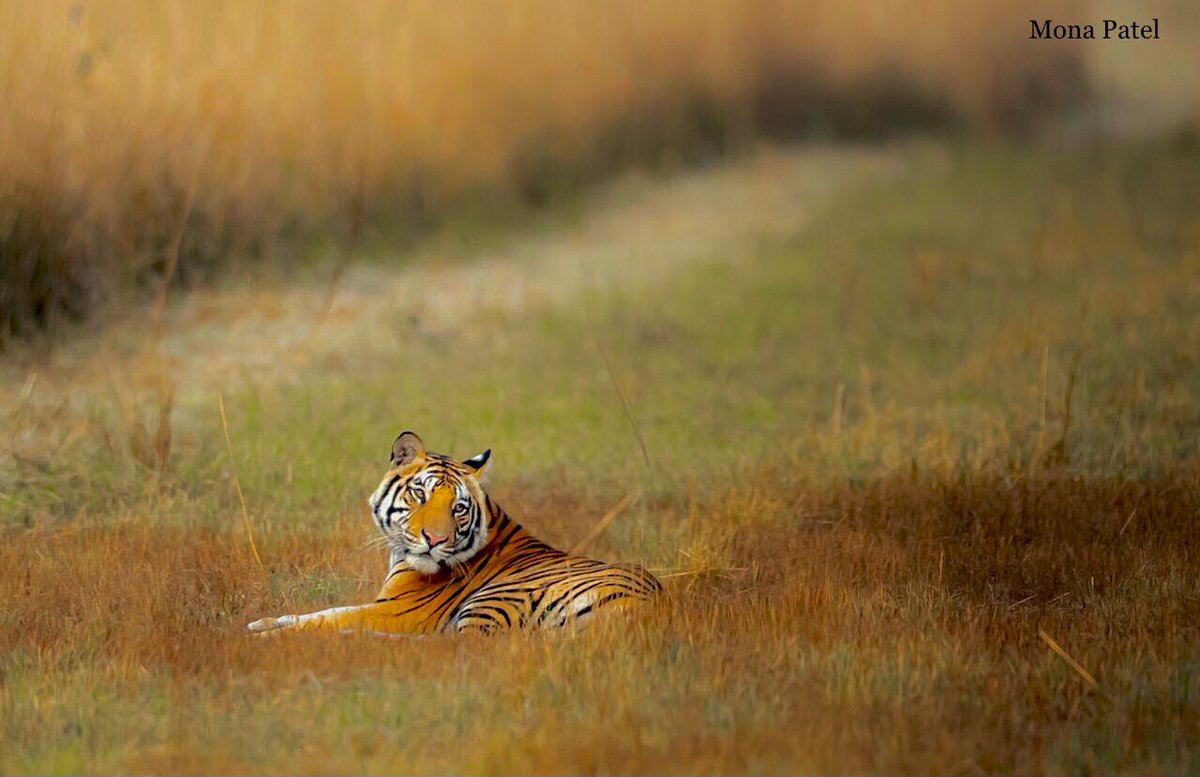 MonaPatelT's tweet photo. If there’s one place we go above all others when we need to relax it’s the forest. We take it for granted the world that we love and we're destroying it so quickly.
Give your love to those that give life to you! 🐅🌳
#BBCWildlifePOTD #Bandhavgarh 🐅
#ThePhotoHour #natgeoindia https://t.co/Nx47P6scVx