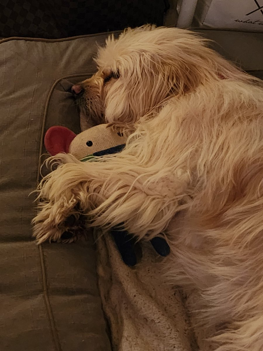 Er is er hier 1 heeeel blij met "Captain T" <a href="/transavia/">transavia</a> 😍👌
#tedje #straydogfromGreece