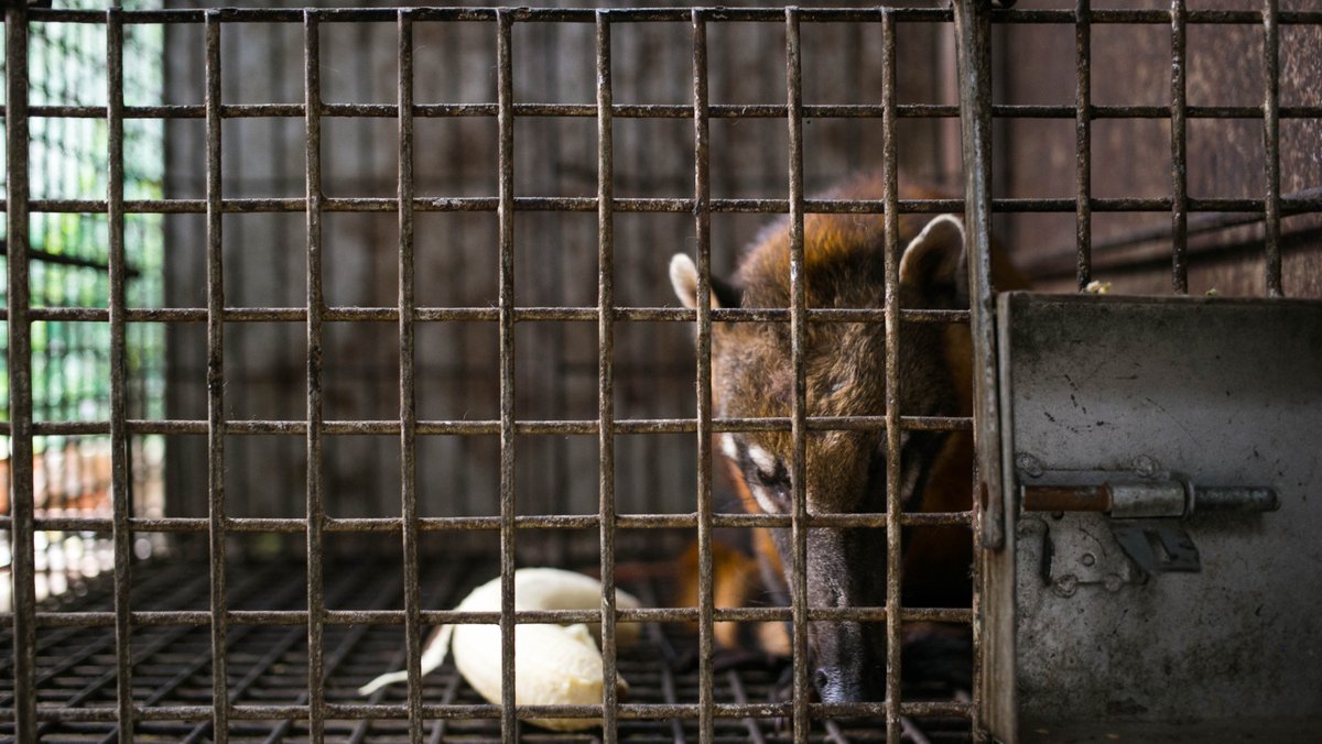 El <a href="/SerforPeru/">Serfor Perú</a> aplaude la aprobación de la Ley N° 31622, que modifica 3 art del Código Penal,que incluye al tráfico de fauna silvestre dentro de la Ley de Crimen Organizado. Con ello, se dispone de herramientas para luchar contra el comercio ilegal que afecta la vida silvestre.