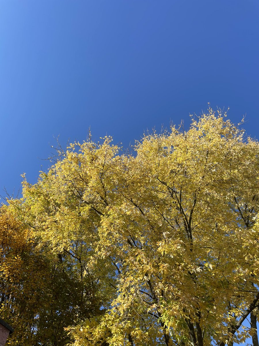 E così mi hai lasciato oggi, in questa giornata bellissima fatta di colori autunnali, che a te piacevano tanto. Fino alla fine a tenerti la mano per il grande salto.