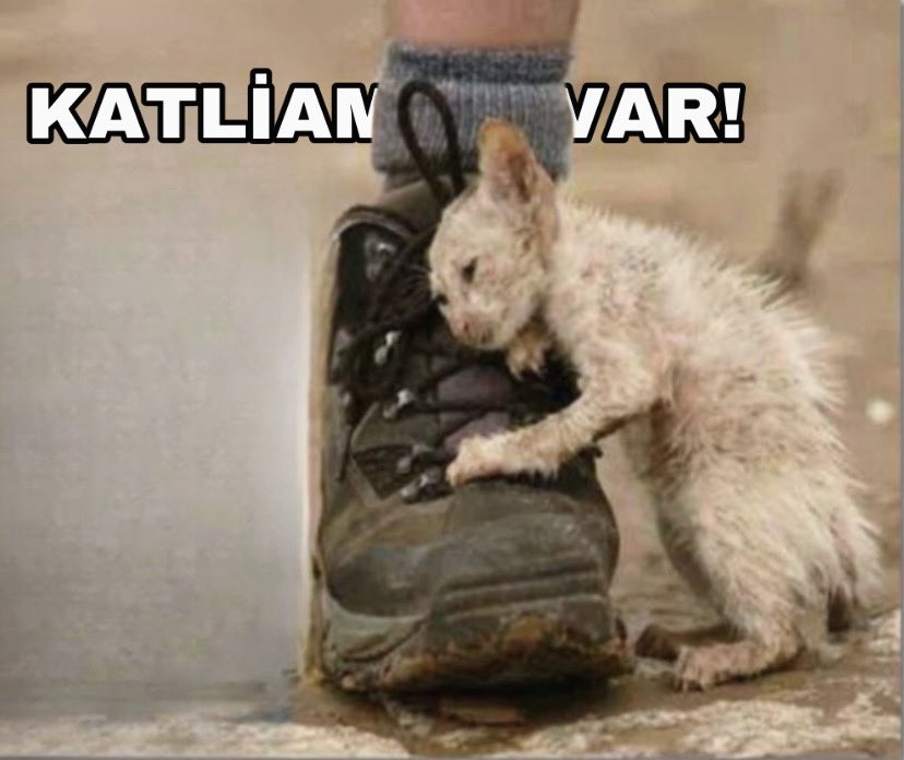 Kendinizden gücsüzlere vurmak insanlık değil asıl hayvan onlar değil sizsiniz! #Mamaktakatliamvar #Konyadakatliamvar