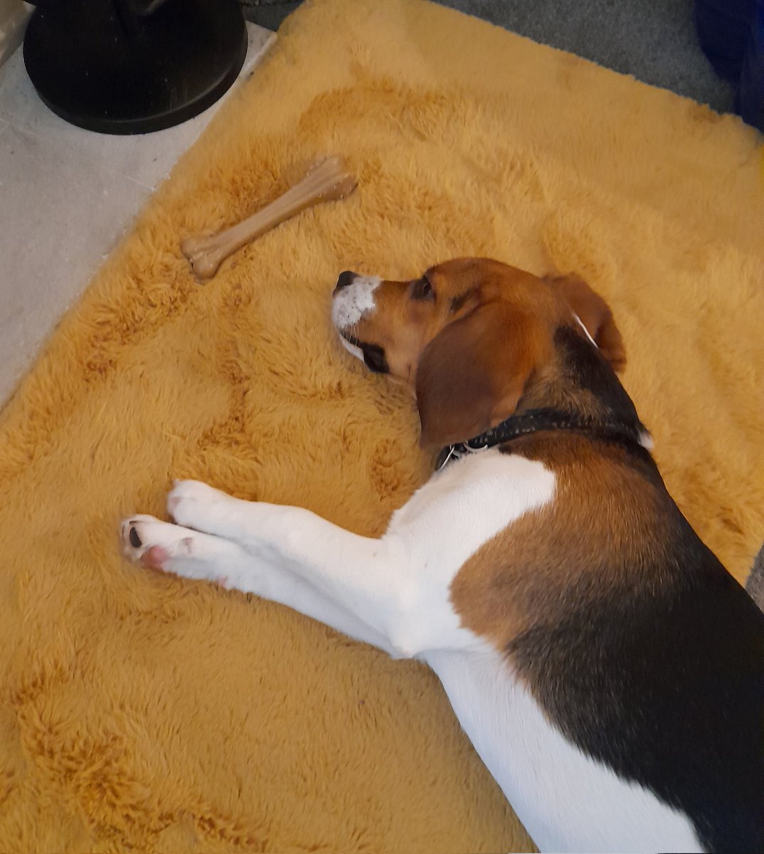 percythebeagle's tweet photo. Goodnight  from me Percy.
Sweet Dreams 😊 https://t.co/9ZmXszt1Xv