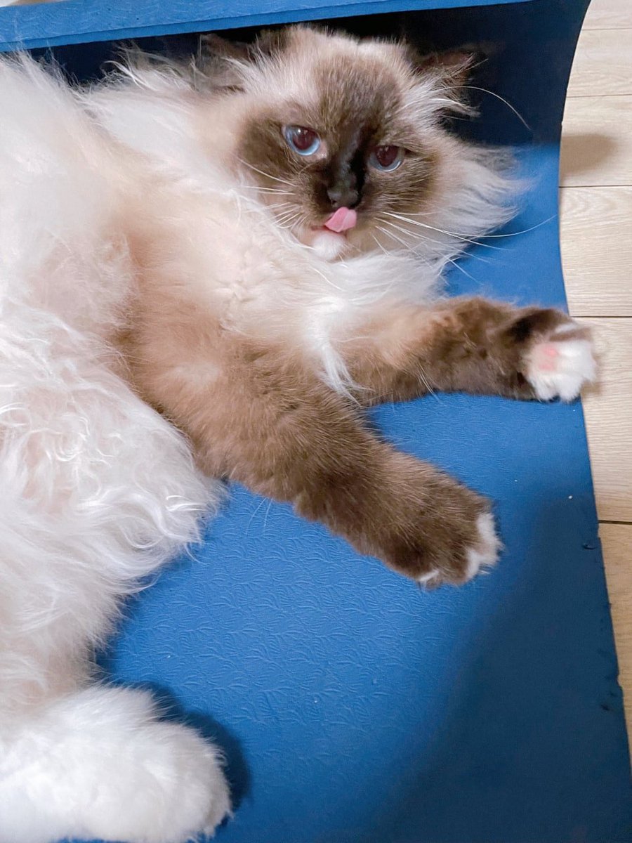 Farah Adeline (@farahadeline44) on Twitter photo 