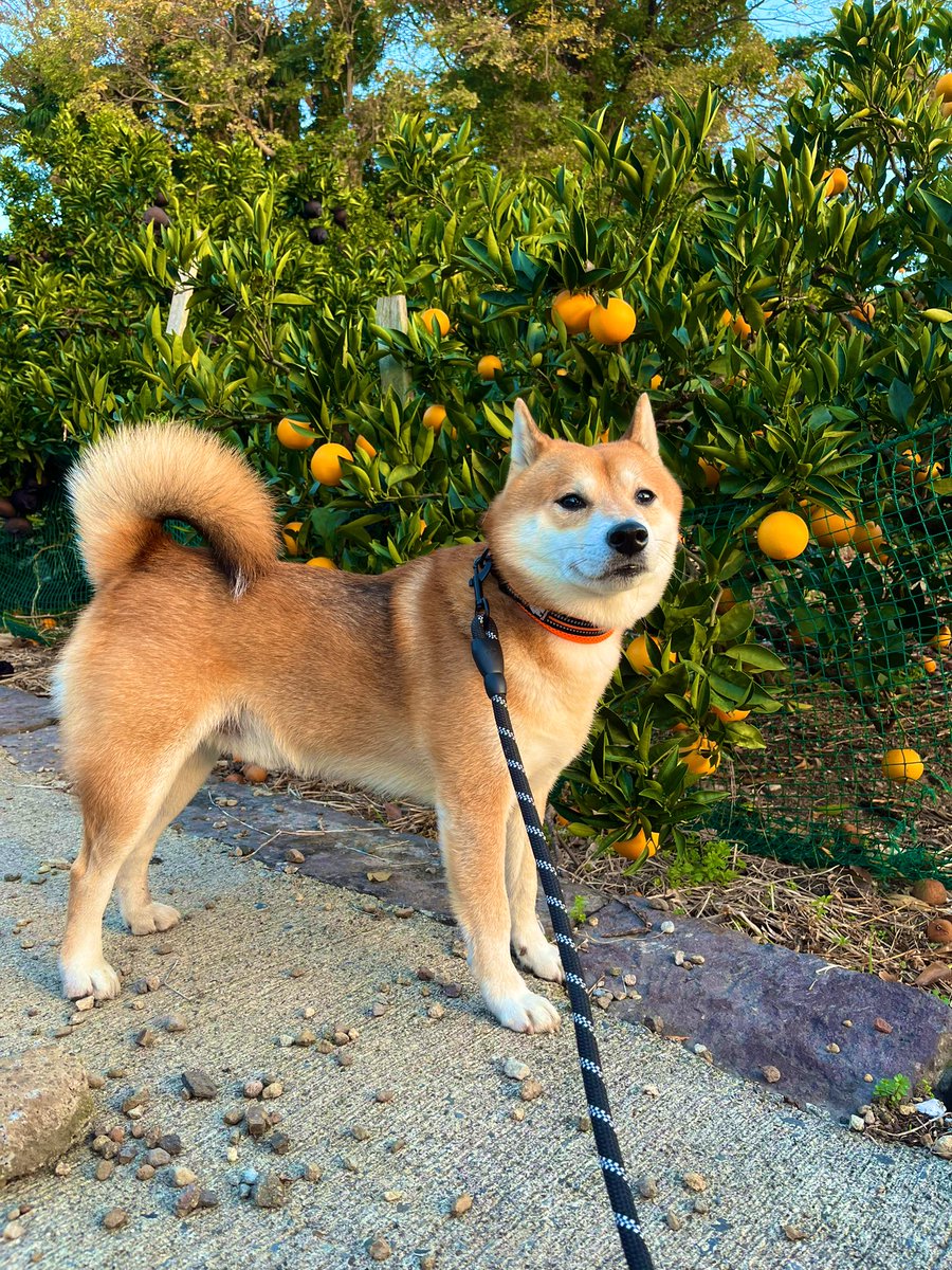 #みかん 
#柴犬 #犬 #愛犬 #dogs 

太陽の光を浴びて https://t.co/8VyGks7bQd