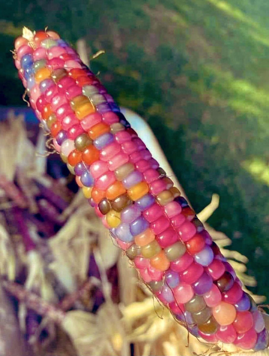 Pre-colonization Glass Gem Corn, Indigenous to North America, regrown by a Cherokee farmer in Oklahoma. This particular corn is a mix of ancient Pawnee, Osage and Cherokee varieties. #DayOfMourning 🪶