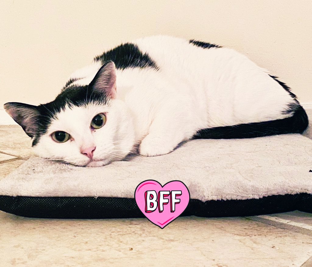 TheCatsMeowInc's tweet photo. Every Thursday, we tweet about dear Elizabeth Taylor who has been overlooked for adoption for 7 years because she’s shy…

She’s still waiting for a #foreverhome 🏠❤️🐾

#forgottensoulshour #cats #cat #Thanksgiving #AdoptDontShop #LosAngeles #adoptme https://t.co/2TfwK5JtIu