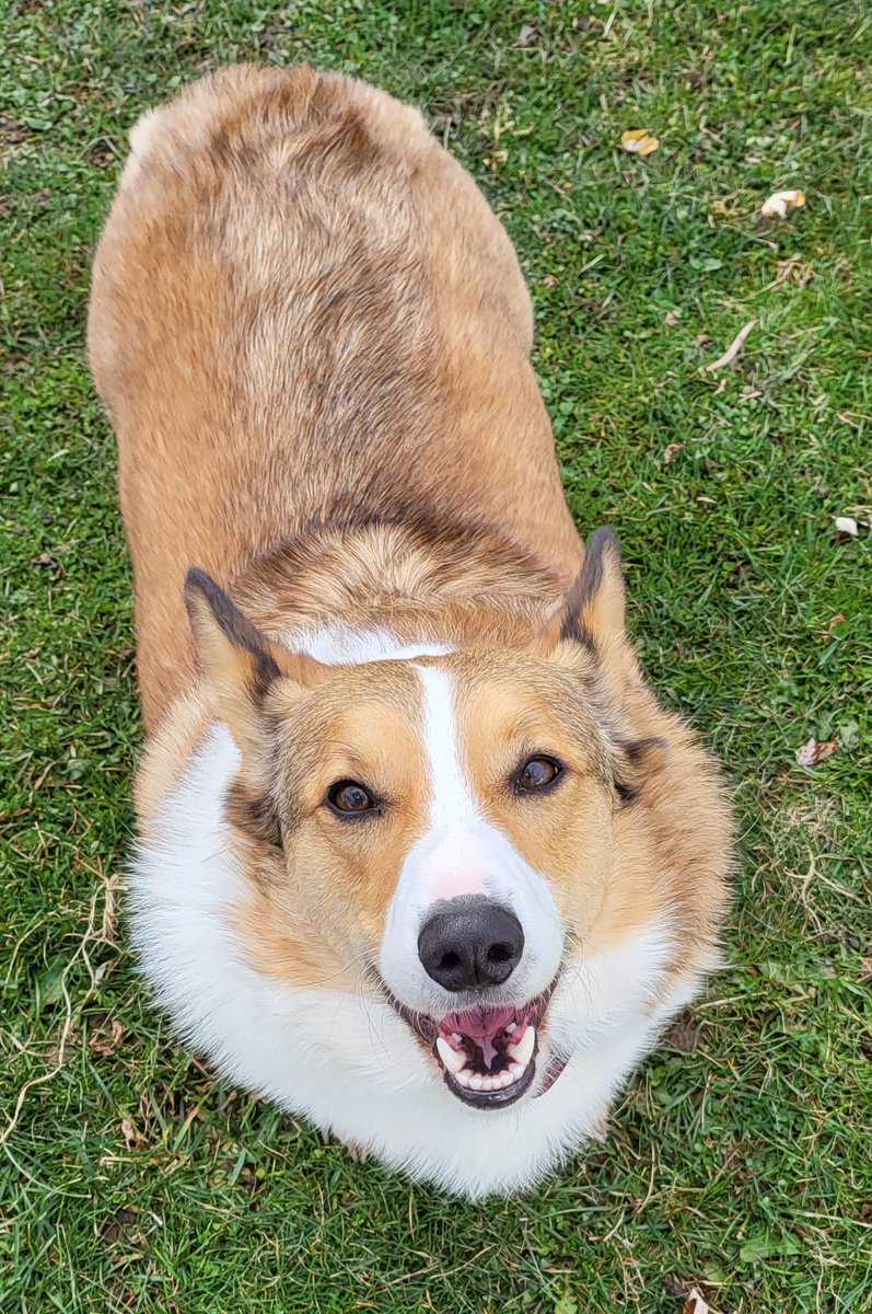 CorgiDuncan's tweet image. Toss me some turkey!#HappyThanksgiving 
#CorgiCrew #CorgiCrew #dogsoftwitter