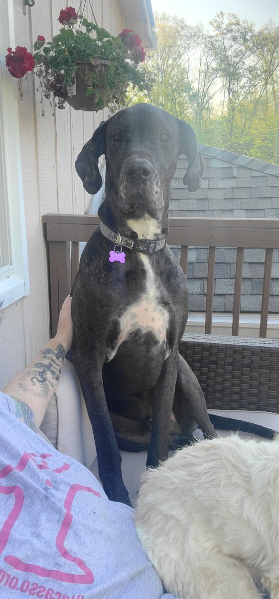 BCS_EngLearners's tweet photo. @KatieToppel Great Dane https://t.co/b5lLs0TL0Y