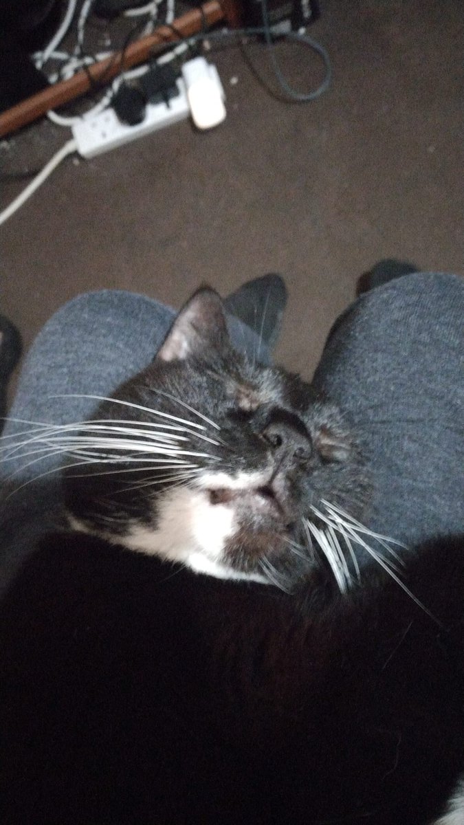SmudgeyM's tweet photo. I is having Zee cuddils with big cheese 😃❤🤗😻😺😸🤗 @LilMissNeate @erosattacks https://t.co/ysRJ4QubzN