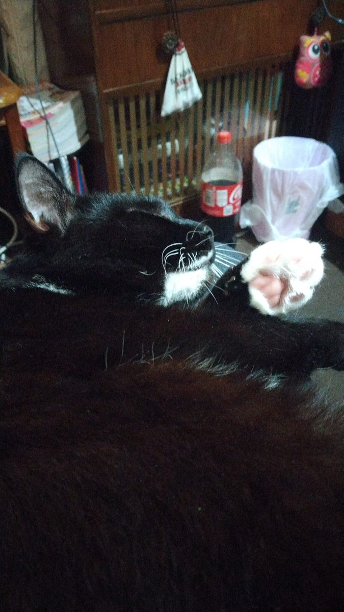SmudgeyM's tweet photo. I is having Zee cuddils with big cheese 😃❤🤗😻😺😸🤗 @LilMissNeate @erosattacks https://t.co/ysRJ4QubzN