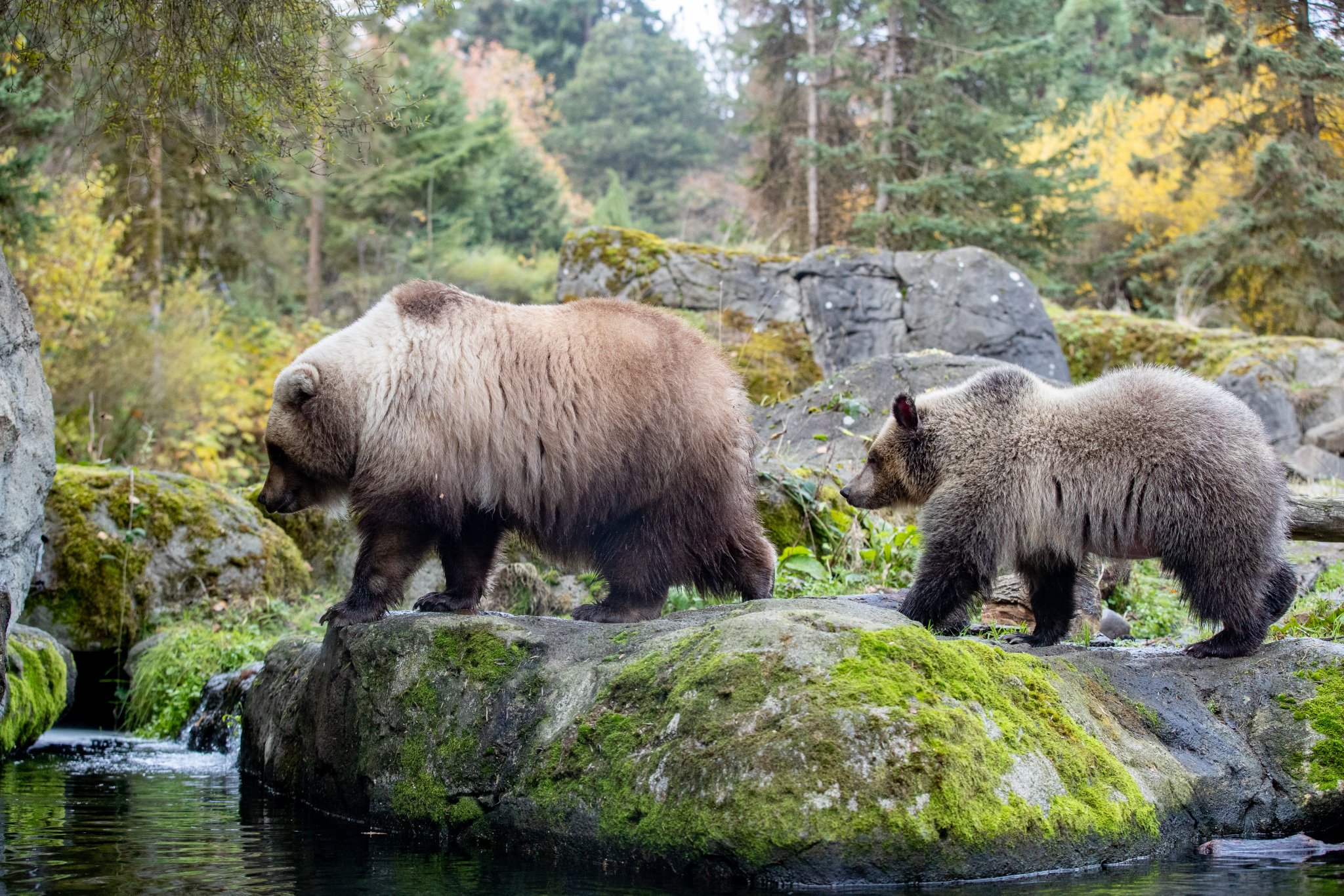 Woodland Park Zoo on Twitter "They inspire us to be better stewards of