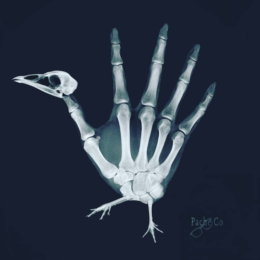 Baptist Memorial Radiology Residency tweet media