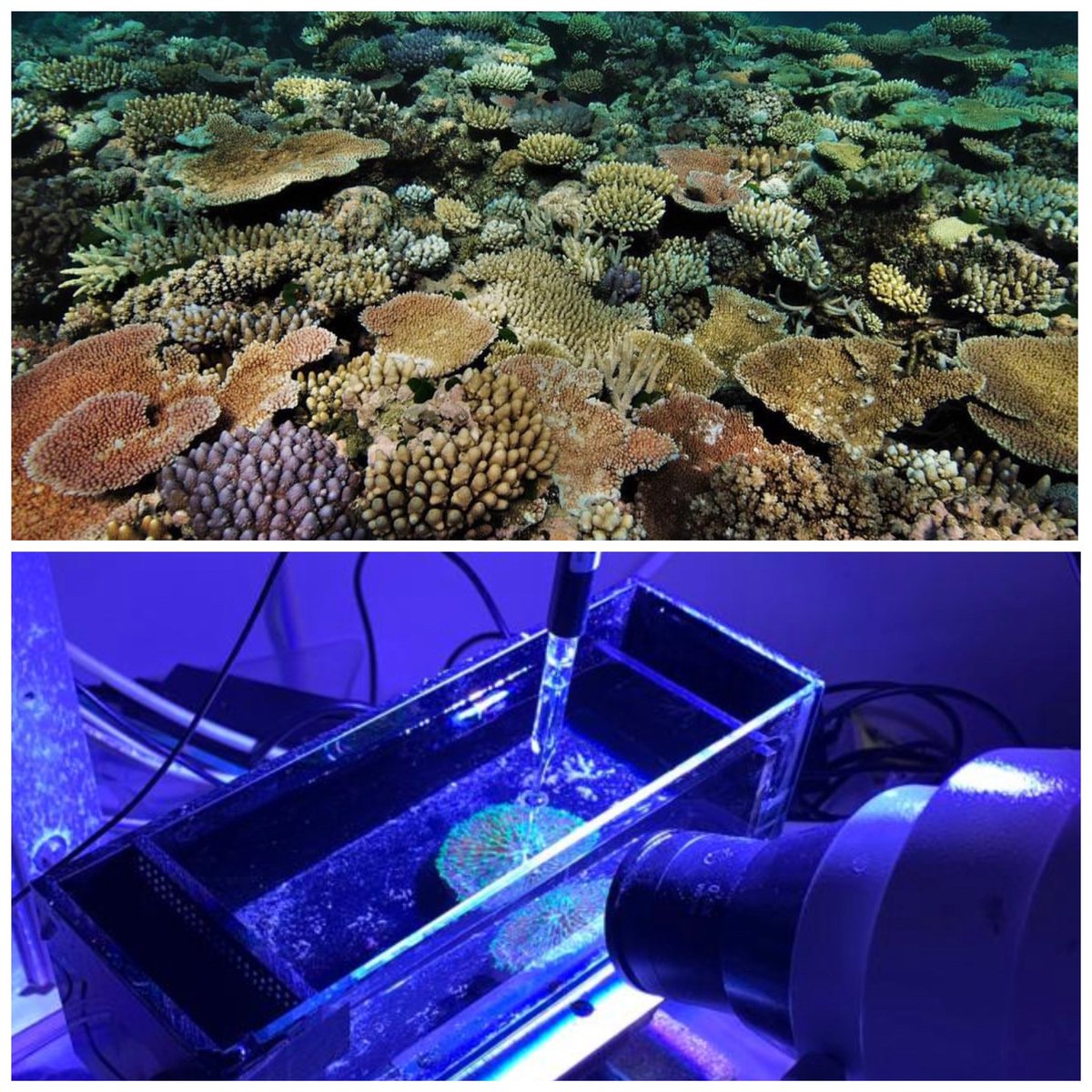 Can’t wait to get started on our #coral #deoxygenation project next year with @DavidJSuggett @MicroSensing @DrCarlyRandall @reefgenomics & M. Pernice #DP23 #ARC. We will be hiring a postdoc, more info soon but please DM if interested. 🪸💙🪸