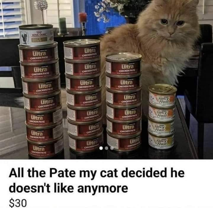 CATBRAINCELL's tweet photo. https://t.co/DkslVmYnL8