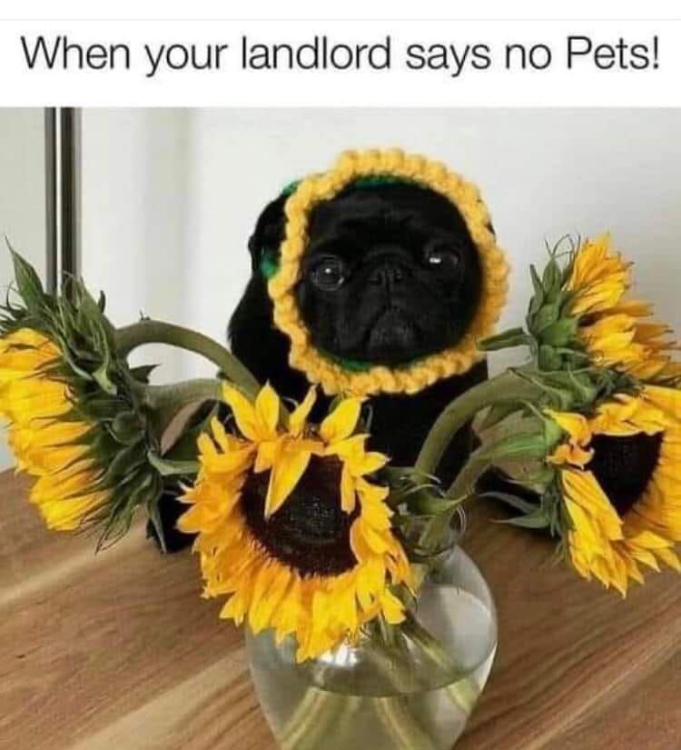 WholesomeMeme's tweet photo. https://t.co/DweFDhaxnW