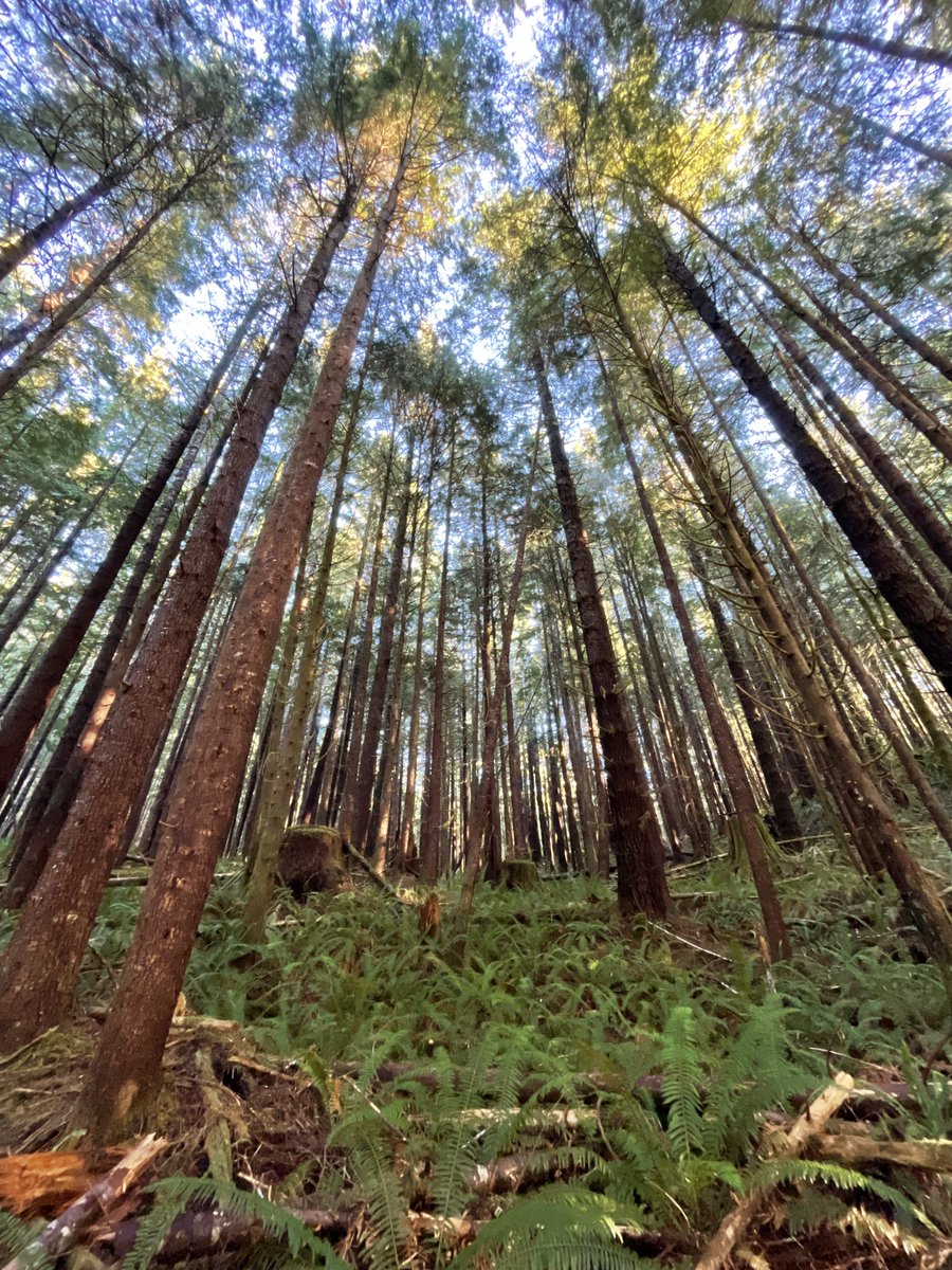 Castlemain tweet media