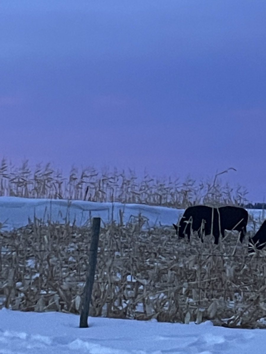 NeilVaugh1's tweet photo. In the northern Sask, we do have some issues on harvesting the first westerly rows… https://t.co/q8dlnRPosG