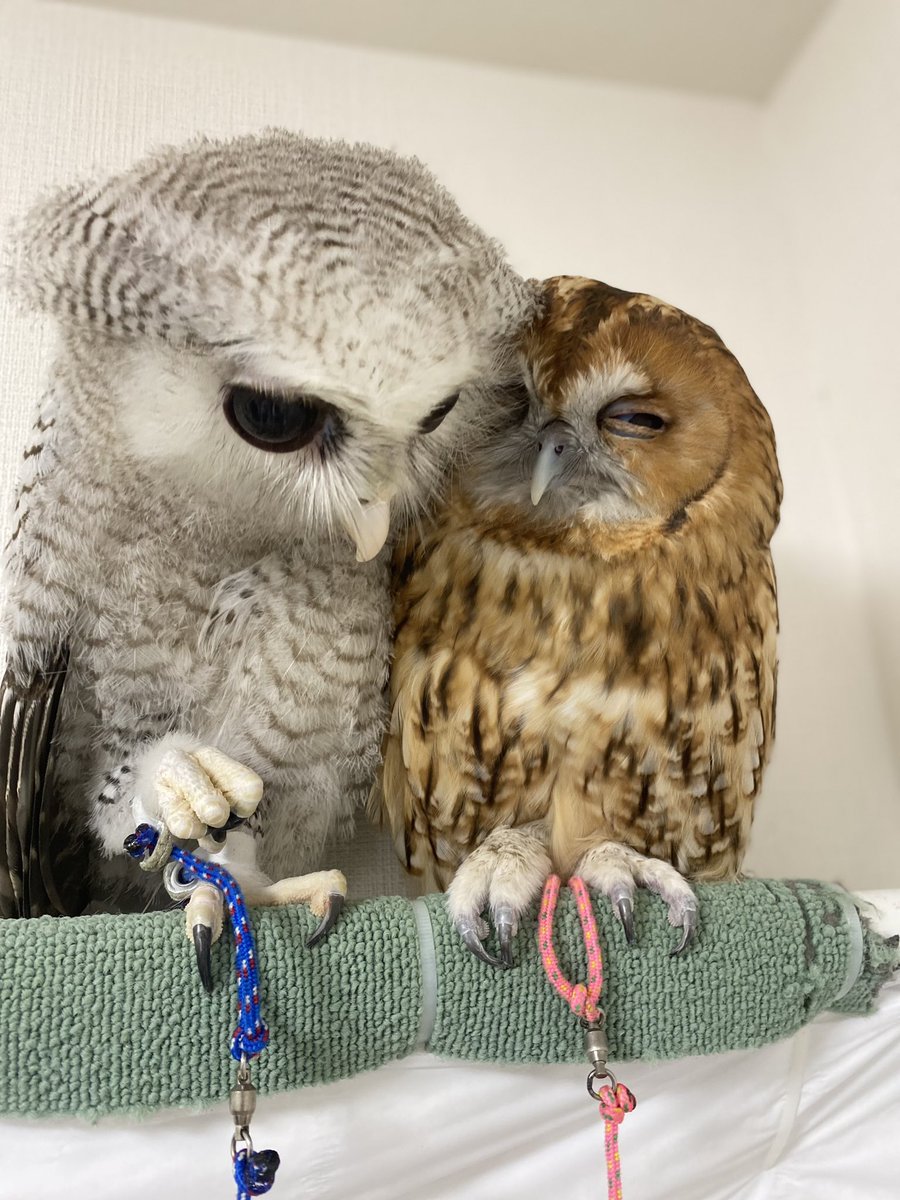 さとまる (@maru3_shake6) on Twitter photo おはよ〜🦉✨ おはよ〜🦉✨