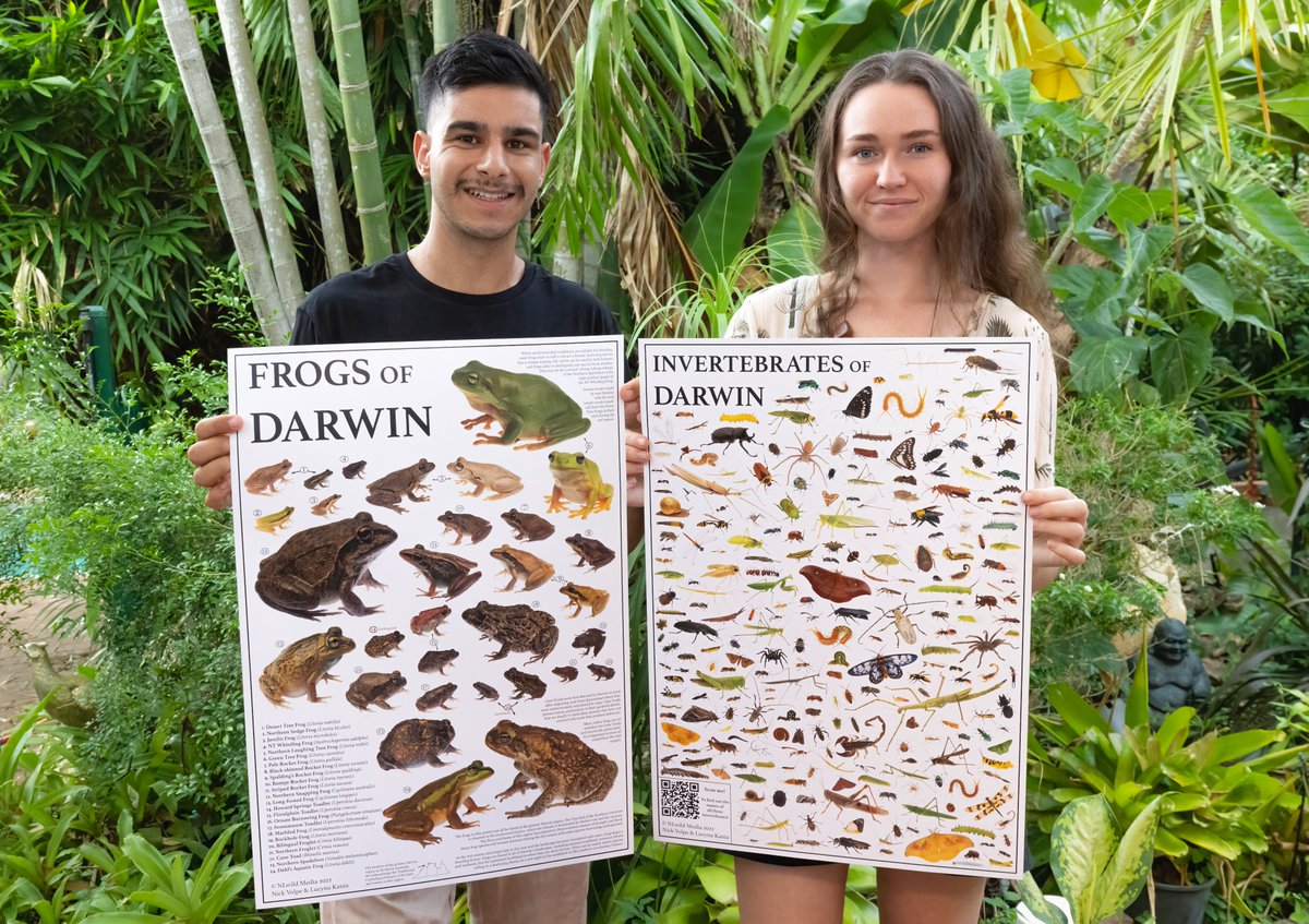 After a couple years of hard work, we are proud to share our 'Frogs of Darwin' & 'Invertebrates of Darwin' posters are ready! 🐸🪲🦋 Just in time for the beginning of the wet season, grab these A2 posters to learn more about the incredible creatures!🐜✨ nlwild.com/shop