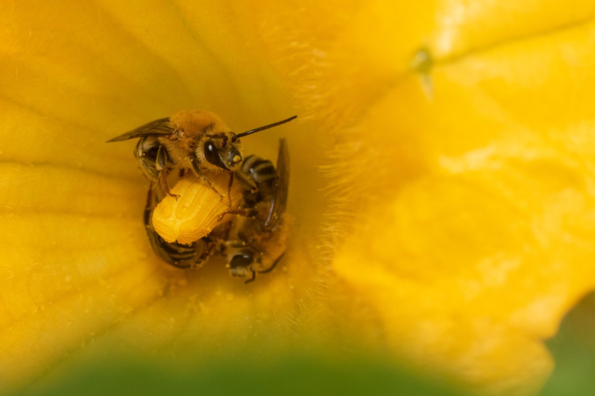 PollinateTufts tweet picture