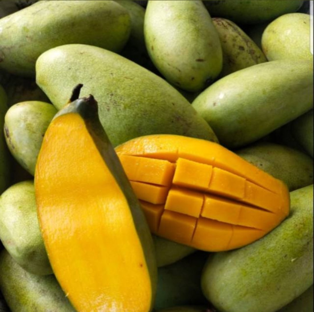 mufliqh's tweet photo. Mangga golek bukan mangga apukat.

#ProbolinggoBangkit
TPPJatim
#TPP3515idoarjo

@jokowi 
@halimiskandarnu https://t.co/yXX96sscvd