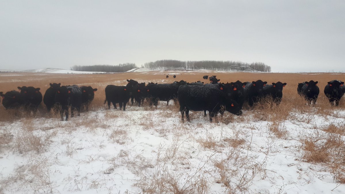Bred heifers <a href="/WildernessRanch/">Wilderness Ranch</a> north ,  grazing thru the snow . Celebrating twenty years of breeding these quality Angus cattle this month , November 2002 to 2022 .