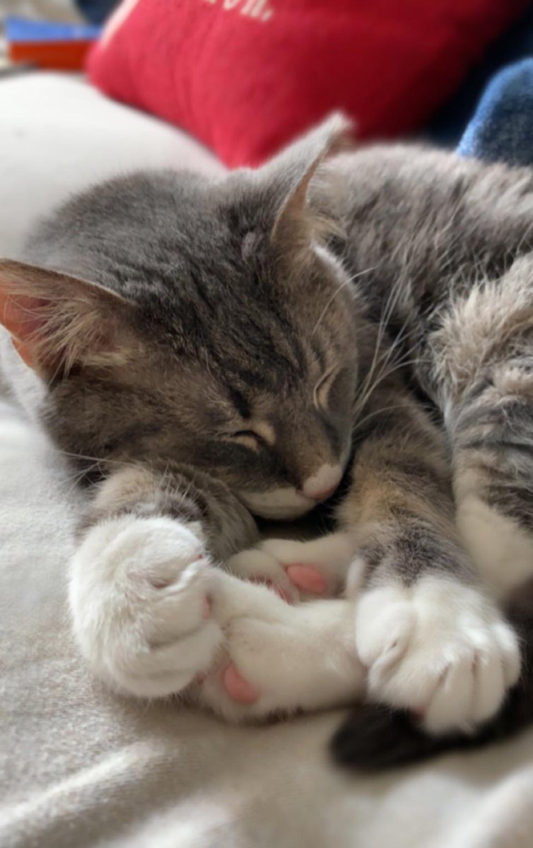 aww cute! 🐶 (@awww_cutie) on Twitter photo 