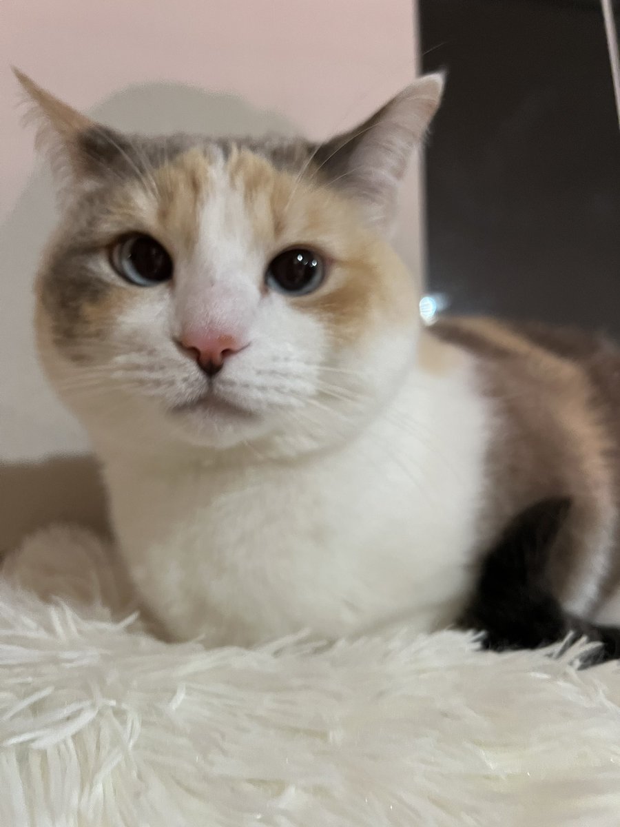 Panko A. Cat’s Mom tweet media