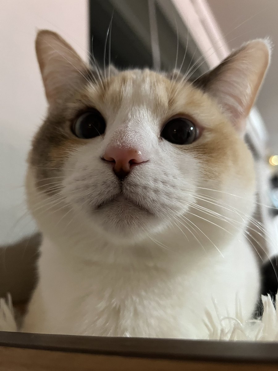 Panko A. Cat’s Mom tweet media