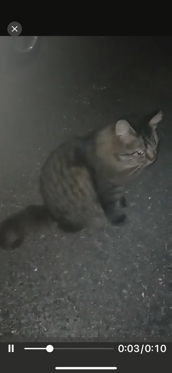 hiroyo314's tweet photo. 北九州市八幡、此の猫の飼い主さんご存知の方いらっしゃいませんか？４か月前から見かける、人懐っこい、国道を渡り、行き来するのを見るのが怖い、どうしたら良いですか？と連絡がありました。飼い主さんご存知の方、お知らせ下さい。 https://t.co/Aaji2Sae6h