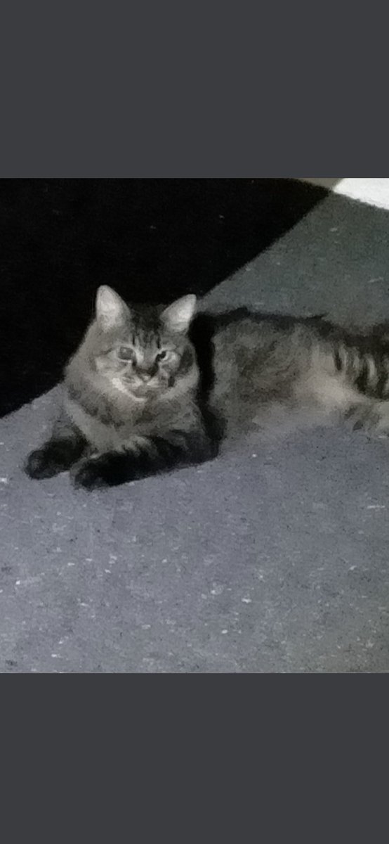 hiroyo314's tweet photo. 北九州市八幡、此の猫の飼い主さんご存知の方いらっしゃいませんか？４か月前から見かける、人懐っこい、国道を渡り、行き来するのを見るのが怖い、どうしたら良いですか？と連絡がありました。飼い主さんご存知の方、お知らせ下さい。 https://t.co/Aaji2Sae6h