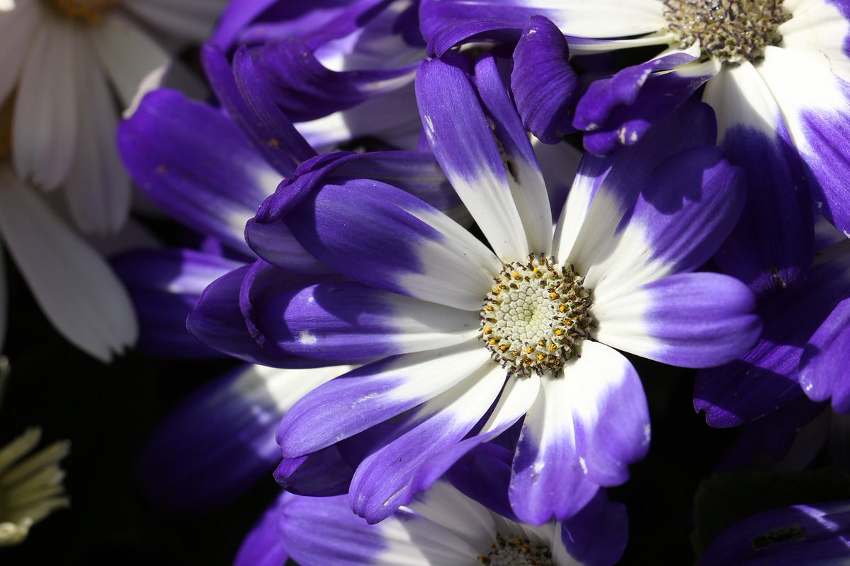 フラコレ 公式 日比谷花壇のお花の頒布会 Flower Coll Twitter