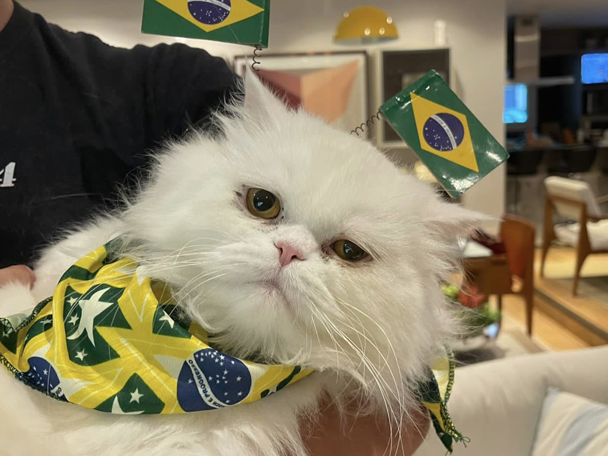 CaptainArabian's tweet photo. Meu gato tá pronto pro hexa https://t.co/hFmObvsUVi