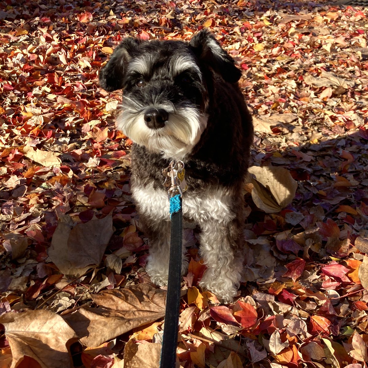 MojaPeco's tweet photo. 落ち葉ふかふかで気持ちよい犬。 https://t.co/ChAfE9UJiF
